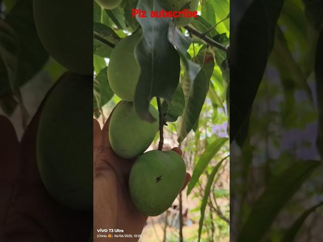 Hybrid Mango plant #shorts #ytshorts #viralshort #funny #trending #trendingshorts #mango
