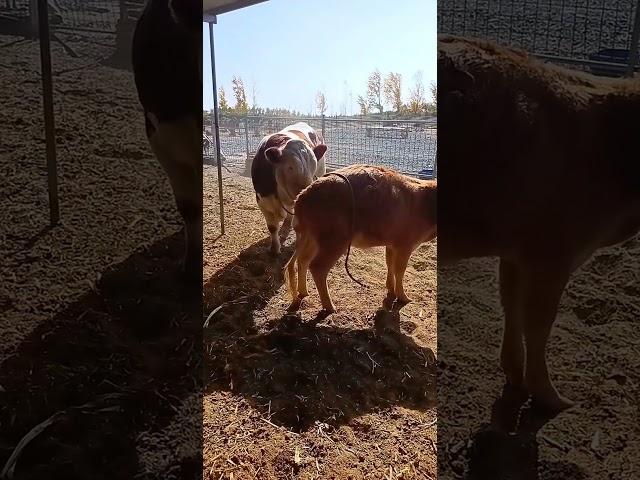 Daily life record, raising cement cows