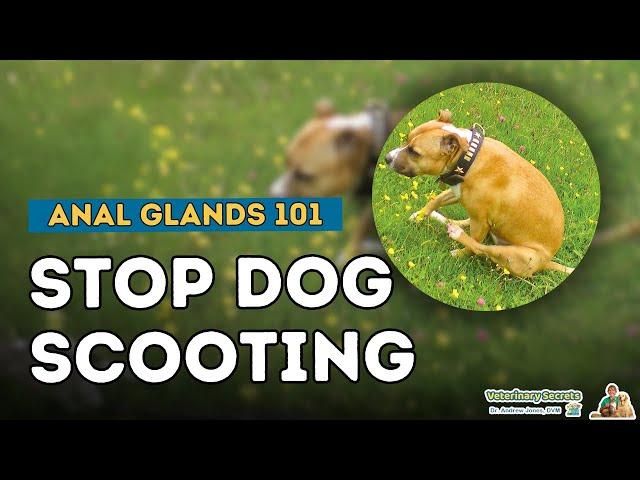 How to Treat Your Dog's Anal Gland Problem: Effective Home Treatments You Need to Know