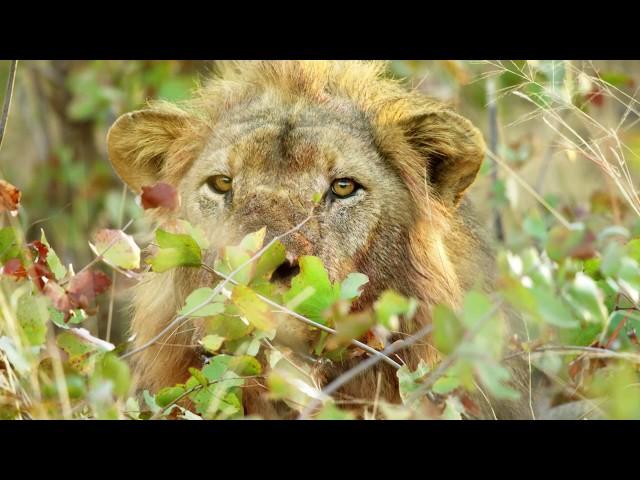 What is Biodiversity?