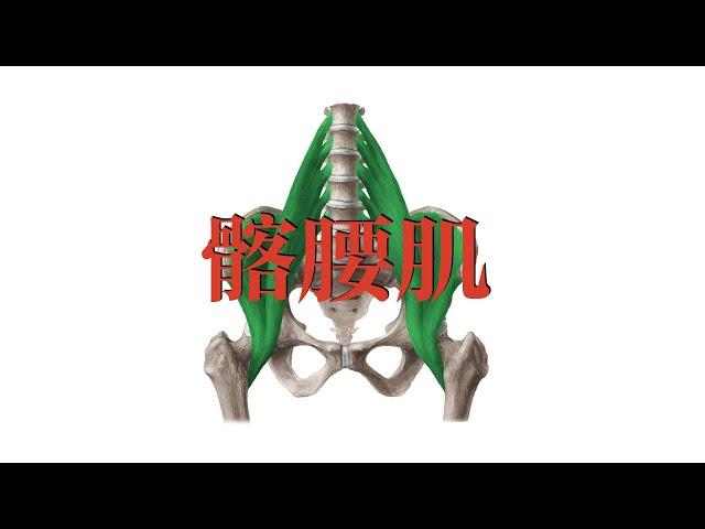 髂腰肌 iliopsoas muscles