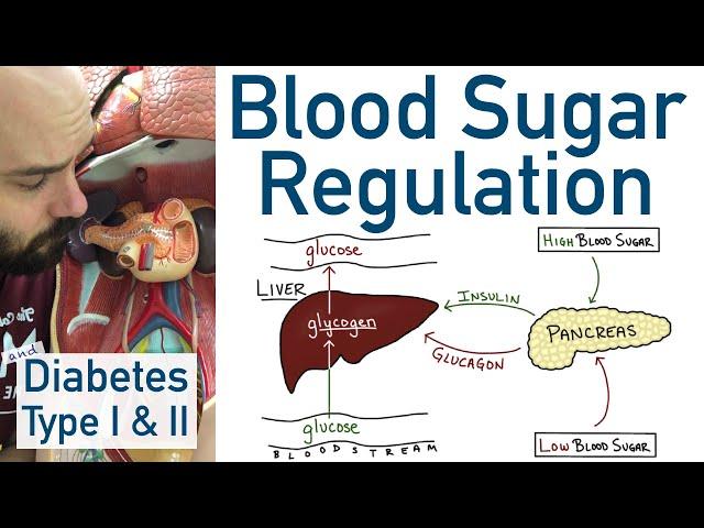 Blood Sugar Regulation | Pancreas, Liver, Type 1 Diabetes, Type 2 Diabetes