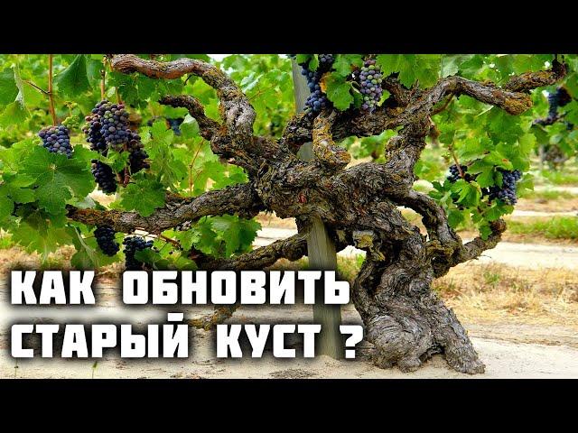 Как обновить и переформировать старый куст винограда?