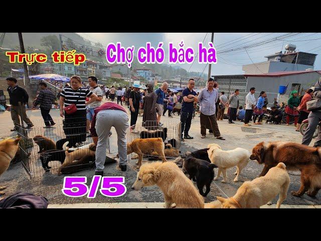 Trực tiếp chợ chó bắc hà 5/5 chợ rất nhiều chó đẹp #bachatv #bachamaketdog