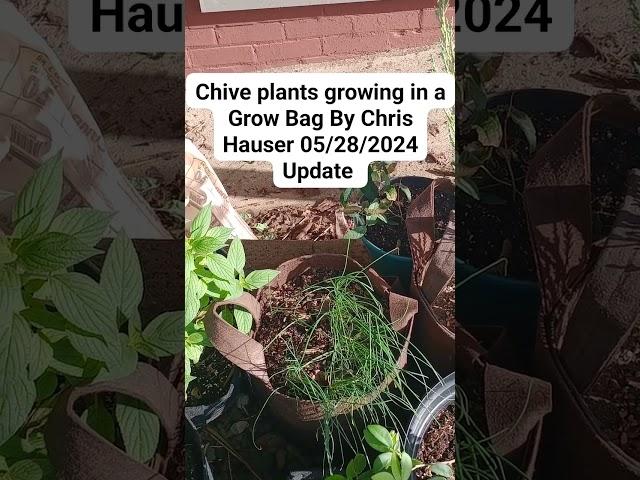 chive plants growing in a Grow bag Second year spring 2024 by Chris Hauser 05/28/2024  episode 3