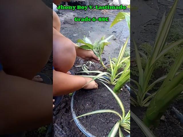 DISH gardening..#dishgarden .#viralvideo