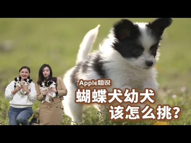 蝴蝶犬幼犬怎么挑？