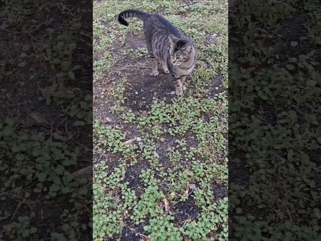 Mr Squirrel the 2nd, Long John the Tom Cat Kitty & Johnny Cash #cat #squirrel #walktheline