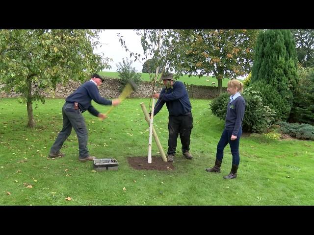 How to stake a tree