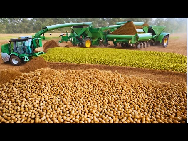 $100 Billion Peanut Harvesting: From Nuts to Jars #documentary