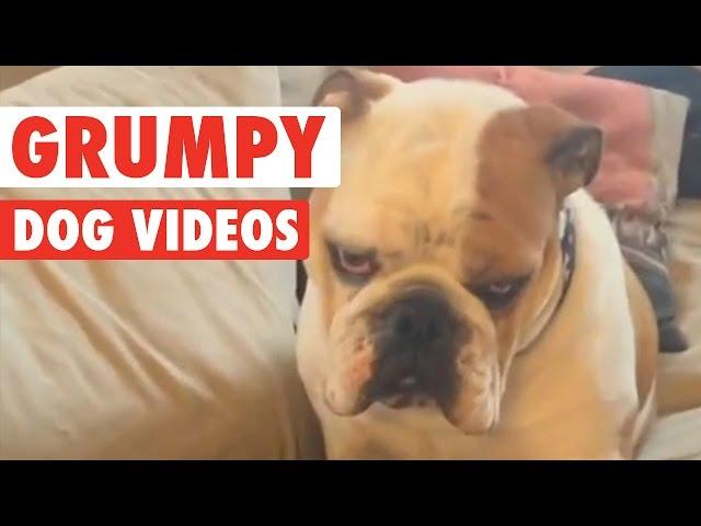 Funny Grumpy Dog Pet Video Compilation 2016