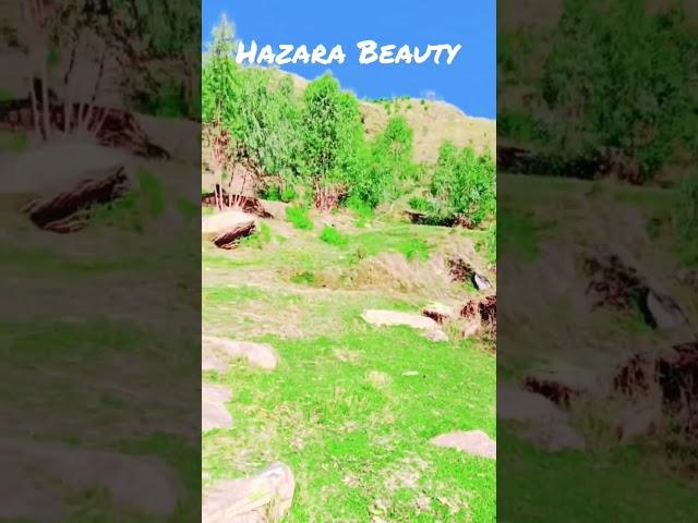 Most Beautiful view of Hazara Mansehra#song #music#love #hazaraview#nature #kpkvines #beauty #hazara