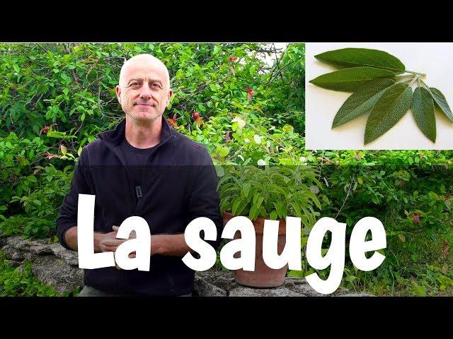 La sauge