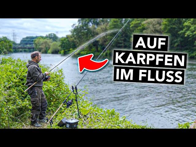 Karpfenangeln am Fluss für Anfänger  Alles, was du wissen musst (mit Robin Illner)