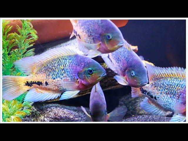 125 Gallon Aquarium Stocking Ideas: Wait Until You See These Fish!