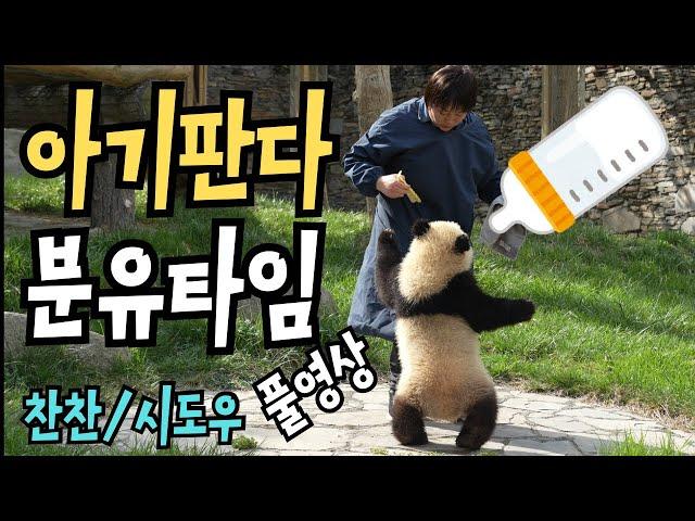 푸바오Fubao옆동[풀영상]아기판다 쌍둥이 분유타임초보엄마 찬찬네 쌍둥이프로엄마 시도우네 쌍둥이분유먹이기 대작전