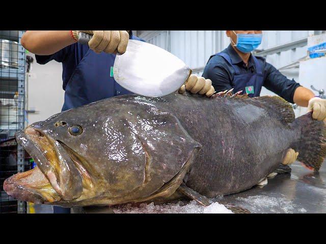 Giant Grouper Cutting Skills, Grouper Fillet Hot Pot / 巨大龍膽石斑切割技能, 頂級石斑麻辣鍋 - Taiwanese Food