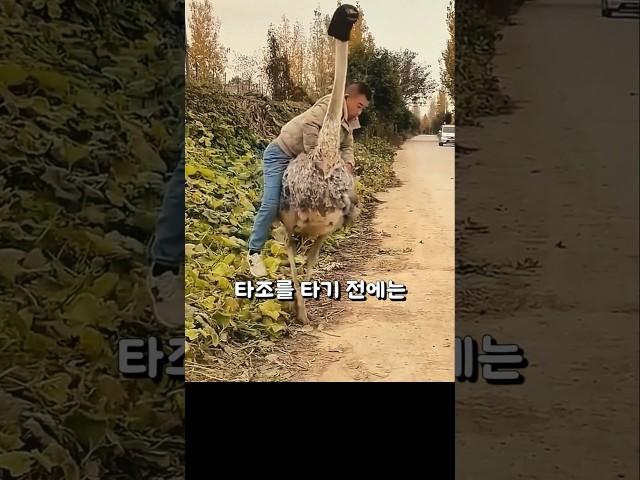 타조를 타기 전, 이거 안 하면 진짜 위험합니다!