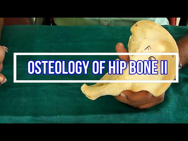 Osteology of Hip bone II Side side determination | Anatomical Position | Attachments | Applied