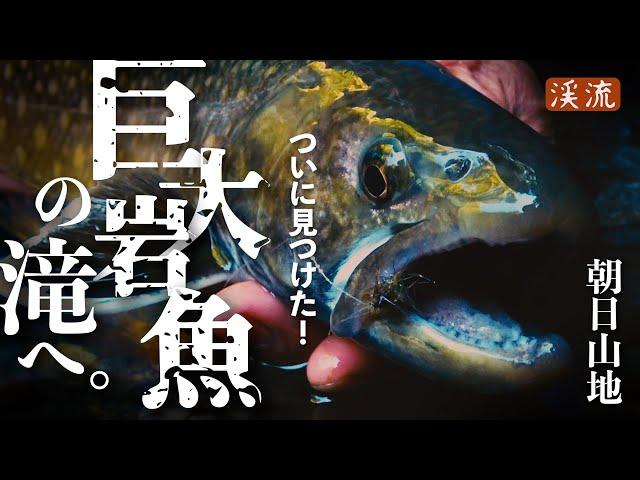 【渓流釣り】 川を遡る巨大イワナ。その核心部に迫る！朝日山地／魚が集まる源流滝巡り