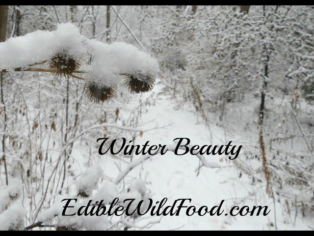 Winter Beauty and Wild Edibles