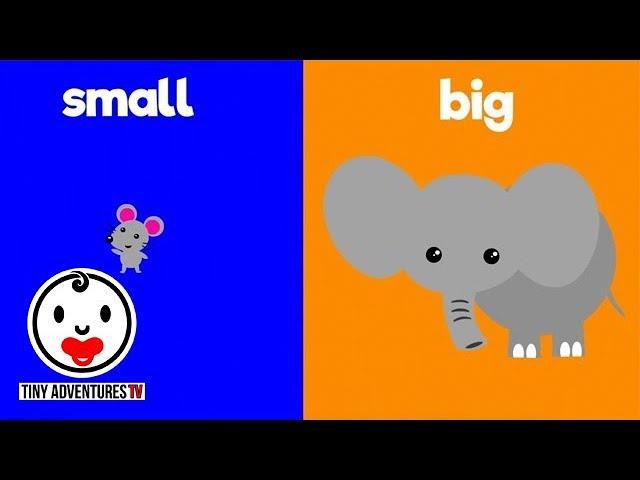 Learn Opposites | Big & Small | Simple learning video for babies, toddlers, kids