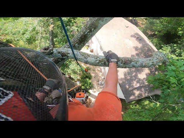 Pruning massive leads over a house.