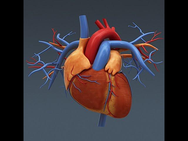 Anatomy and Physiology of The Heart