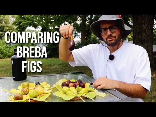 Comparing Breba Figs: 10 Fig Varieties + Looking at the Fig Trees