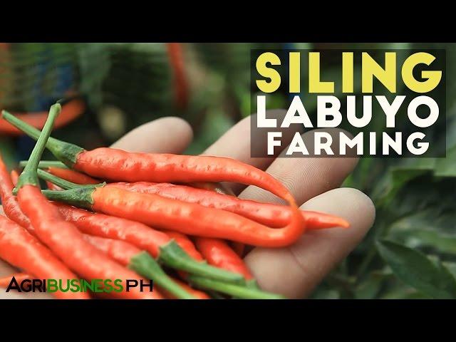 Siling Labuyo: How to Plant Siling Labuyo, Siling Taiwan or Siling Tingala