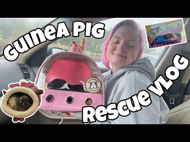 GUINEA PIG RESCUE VLOG | MEET KRINGLE  |