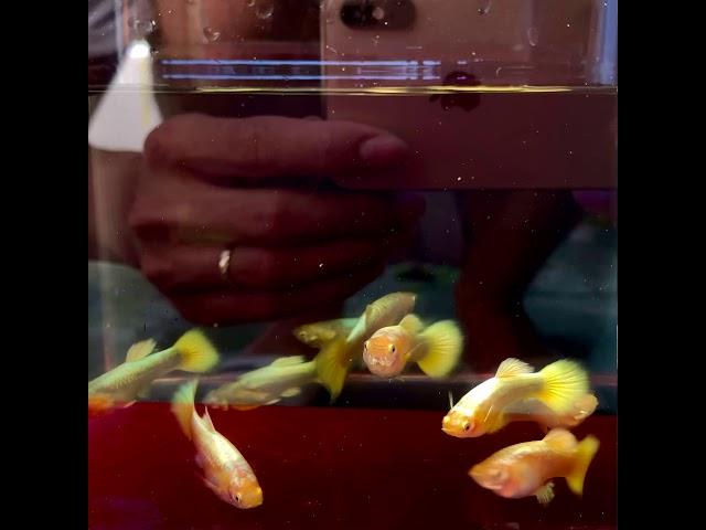 Full Gold Gen full vảy 35/Cặp - Guppy Huy Nguyễn Bến Tre