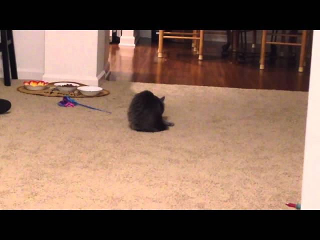 Pippin the cat vs. her own tail