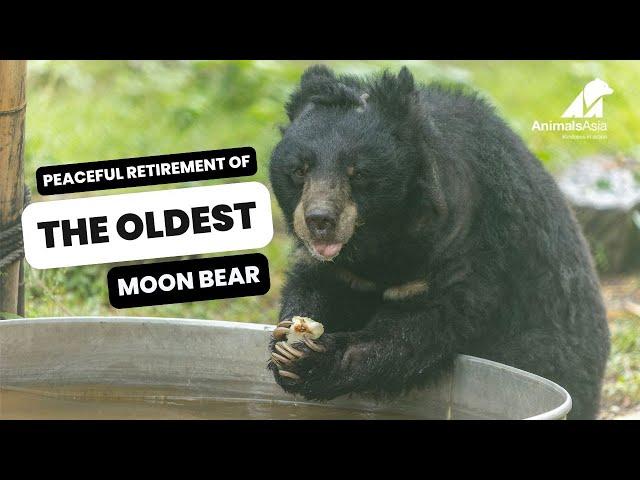 Peaceful Retirement of The Oldest Moon Bear - Rescue Story - Geriatric Care - Lifelong Care