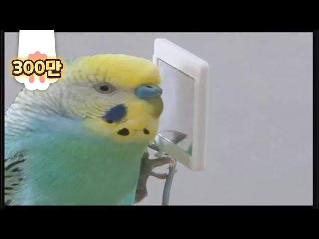 A parrot saying "stop it! I'm cold!" because it doesn't want to take a bath LOL