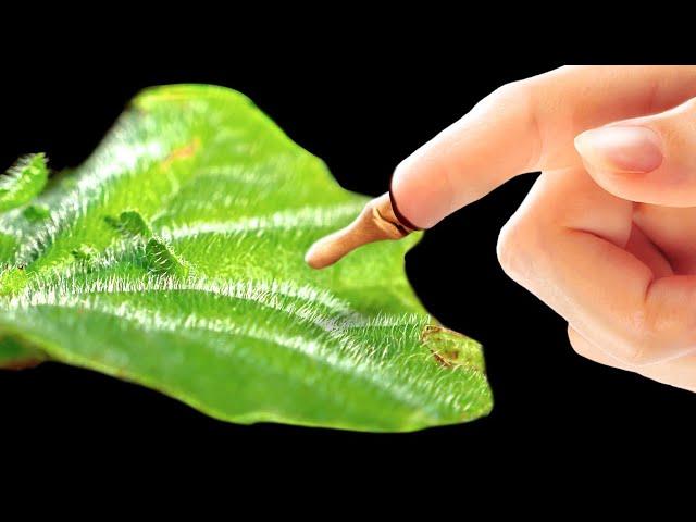 世界最強の毒を持つ植物に手を触れると何が起こるのか？