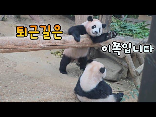 루이후이의 즐거운 퇴근길엄마랑 꽁냥꽁냥 하다가 집에 가요