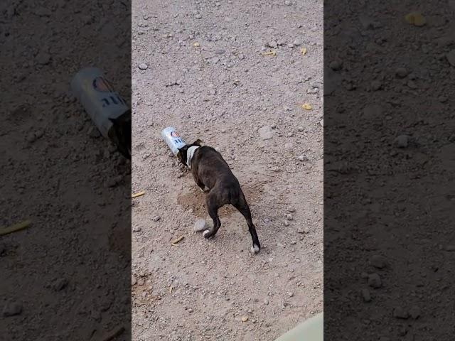 Dog drinking beer.