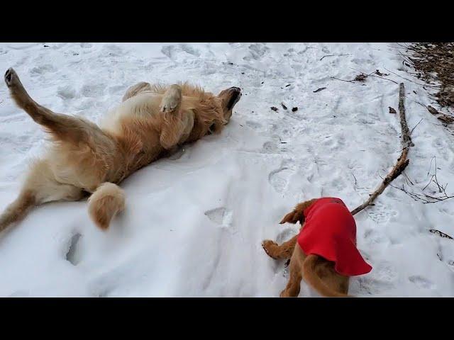 Golden Retriever Zoomies