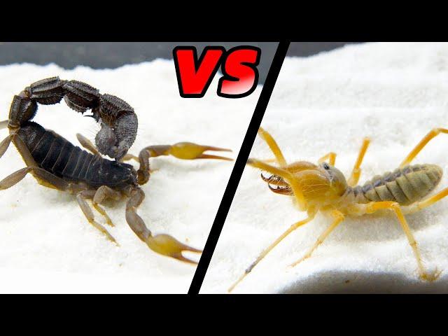 Camel spider VS strong black poisonous scorpion