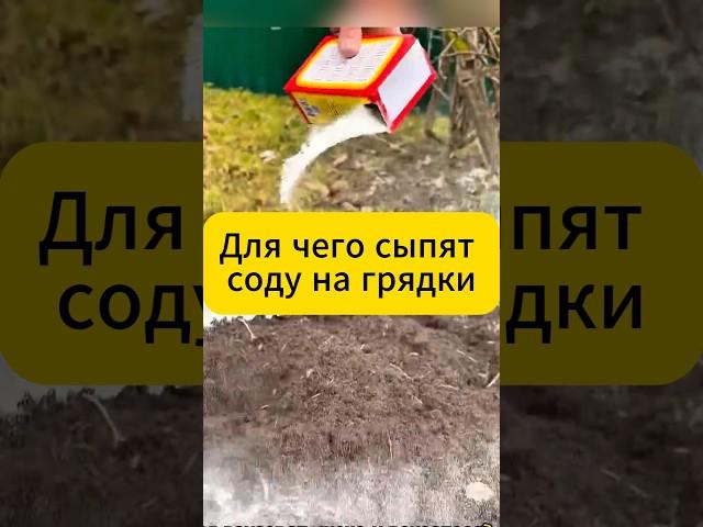 Для чего сыпят соду на грядки! #огород #дача #советы #сода #подкормка #вредители #муравьи #слизни