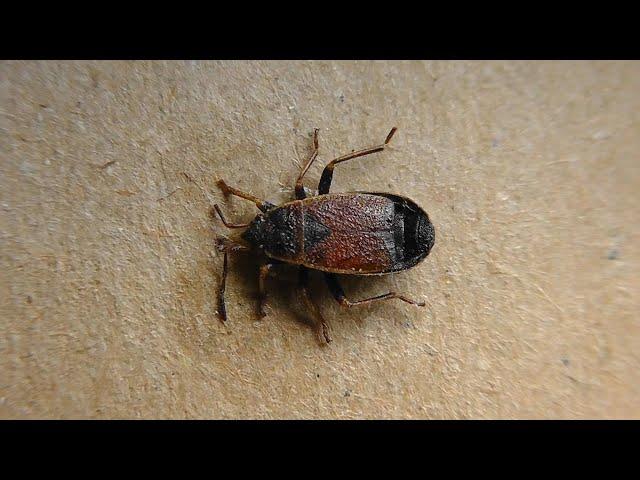 Pyrrhocoris marginatus (красноклоп чёрный)