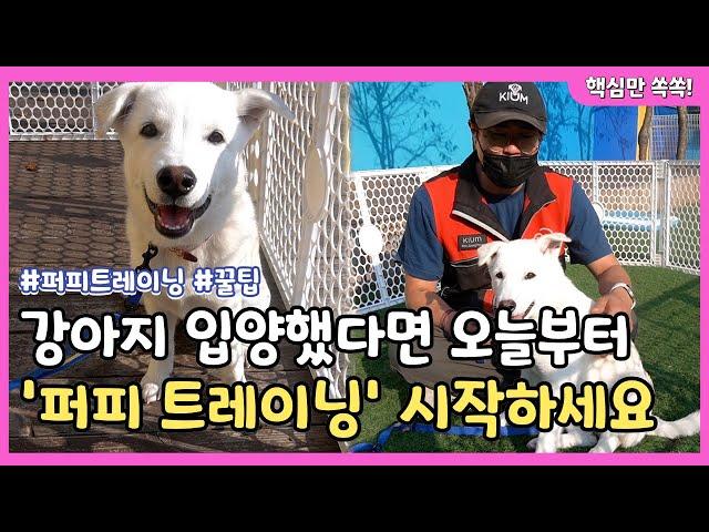강아지 평생을 좌우하는 '퍼피 트레이닝'｜ Dog Training