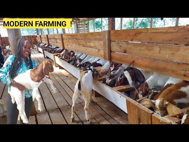 Starting A Simple GOAT Farm Business | Feeding, Housing, Farm Routine 2024