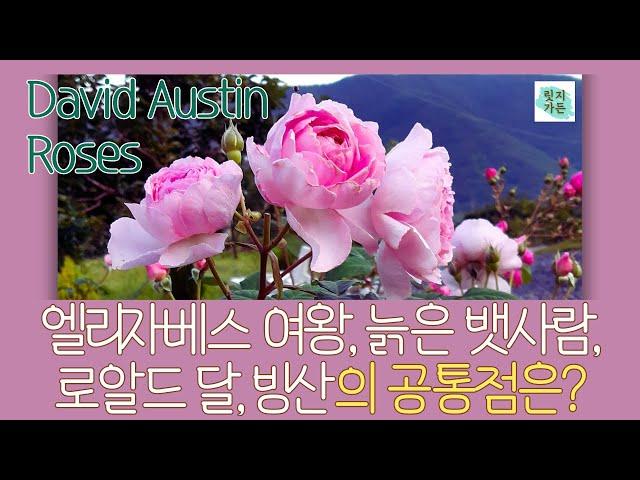 데이비드 오스틴 장미를 키워보니 | 데이비드 오스틴 장미의 이름 | #데이비드오스틴장미 # 영국장미