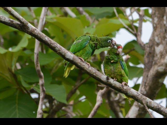 Saving Puerto Rican parrots