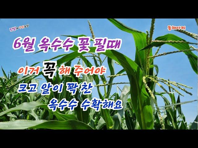 옥수수 2차 추비와 방제 이때 하면 크고 알이 꽉 찬 옥수수 수확해요.When corn blooms, if you do this, it's big and full of eggs.