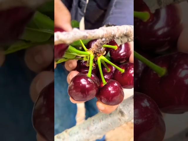 "Perfect Raspberry Harvesting Hack  | Juicy & Fresh Every Time  FruitPicking #BerryFarm