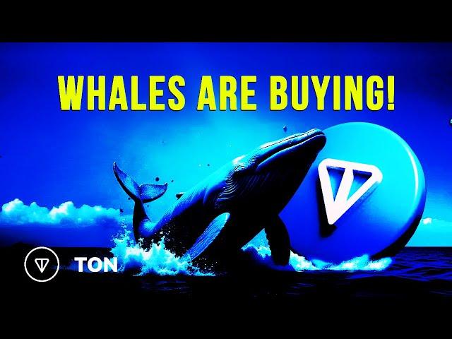 Toncoin News Update: Whales are Buying TON Coin