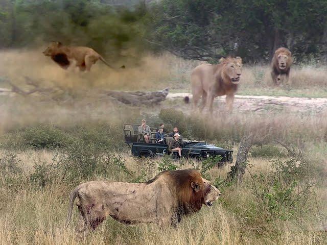 BREAKING: Unknown LION Coalition Draws First Blood